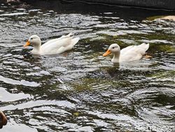 Ini Hasil Jepretan Kamera Oppo Find X8, Segera Rilis di Indonesia