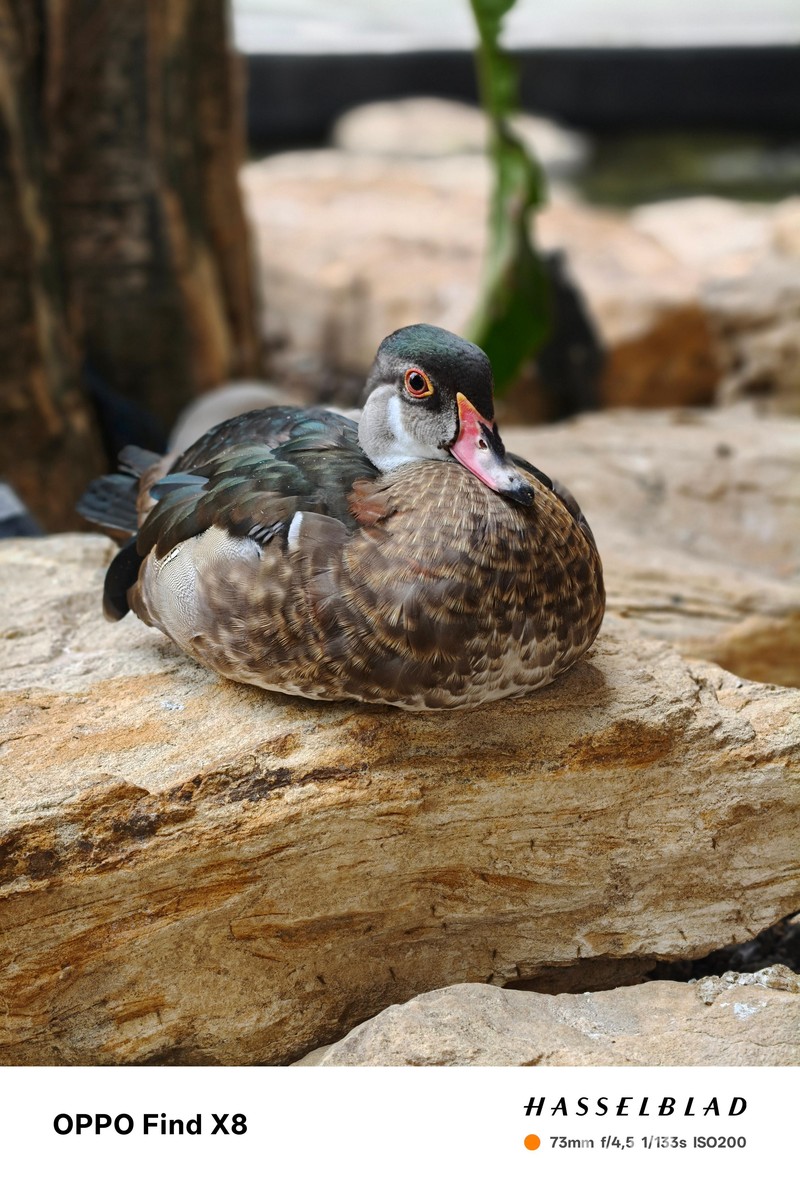 Hasil Foto Oppo Find X8