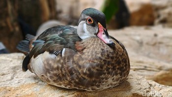Menggunakan mode portrait. Foto: Adi Fida Rahman/detikINET