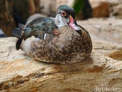 Ini Hasil Jepretan Kamera Oppo Find X8, Segera Rilis di Indonesia