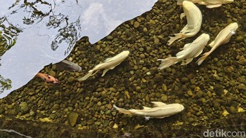 Mengacu versi China, Oppo Find X8 punya tiga kamera. Foto: Adi Fida Rahman/detikINET