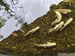 Ini Hasil Jepretan Kamera Oppo Find X8, Segera Rilis di Indonesia