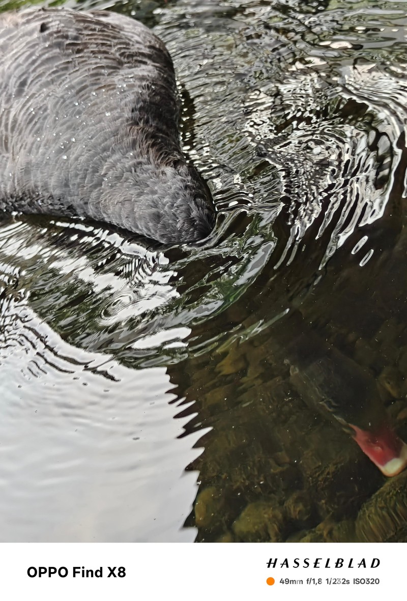 Hasil Foto Oppo Find X8