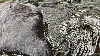 Kamera utamanya punya ukuran 50 MP. Foto: Adi Fida Rahman/detikINET