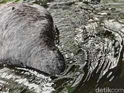 Ini Hasil Jepretan Kamera Oppo Find X8, Segera Rilis di Indonesia