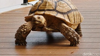 Oppo membekali mesin gambar HyperTone. Foto: Adi Fida Rahman/detikINET