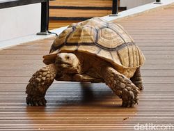 Ini Hasil Jepretan Kamera Oppo Find X8, Segera Rilis di Indonesia