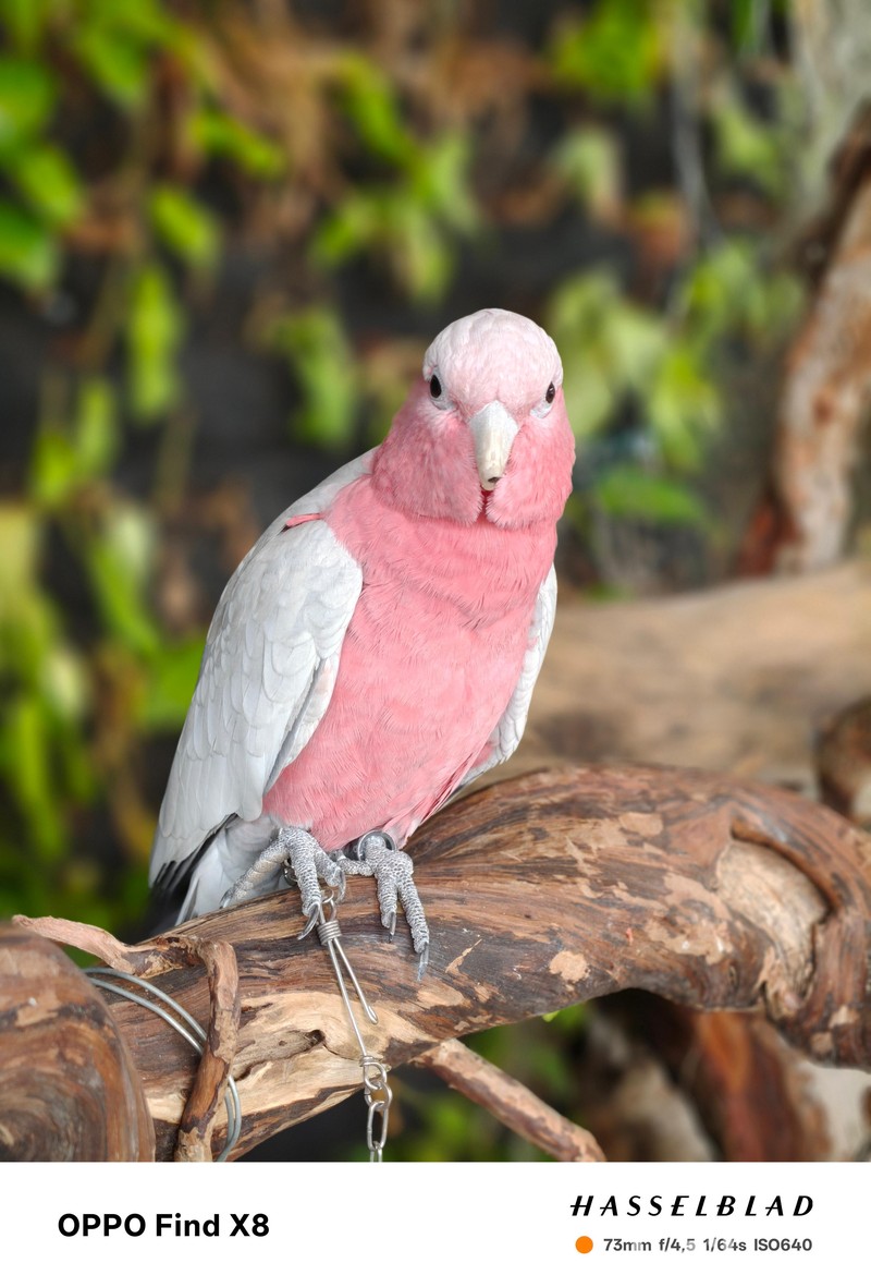 Hasil Foto Oppo Find X8