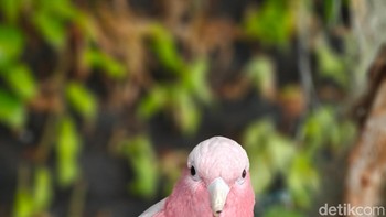 Oppo juga masih menyediakan potret Hasselblad dan ini hasilnya. Foto: Adi Fida Rahman/detikINET