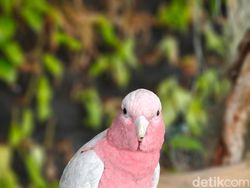 Ini Hasil Jepretan Kamera Oppo Find X8, Segera Rilis di Indonesia