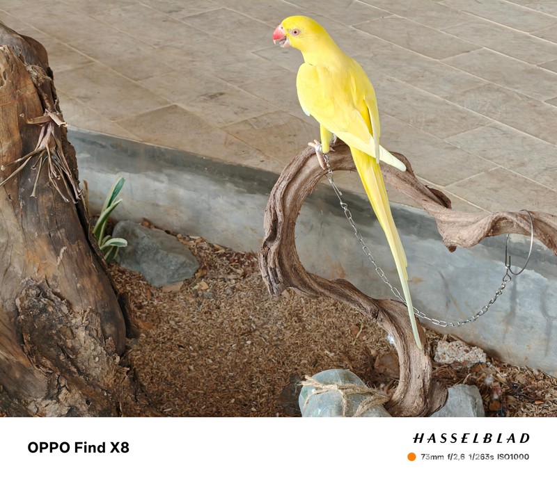 Hasil Foto Oppo Find X8