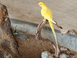 Ini Hasil Jepretan Kamera Oppo Find X8, Segera Rilis di Indonesia