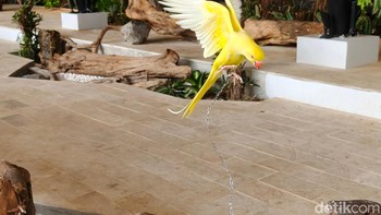 Oppo Find X8 punya kemampuan mengabadikan momen gerakan cepat dengan apik. Foto: Adi Fida Rahman/detikINET