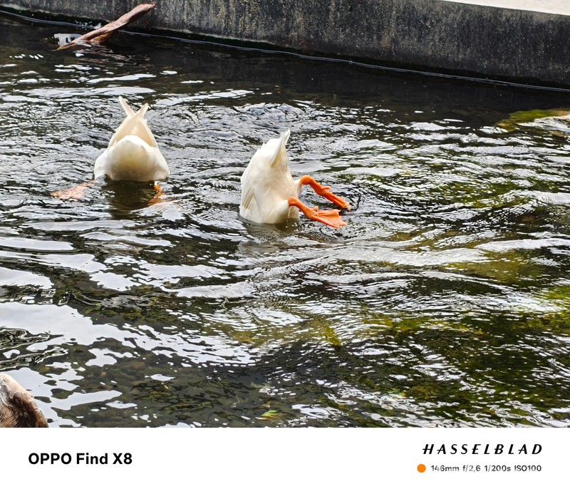 Hasil Foto Oppo Find X8