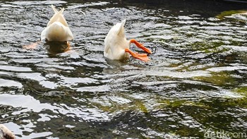 Oppo Find X8 dibekali kamera telephoto dengan zoom 3x. Foto: Adi Fida Rahman/detikINET
