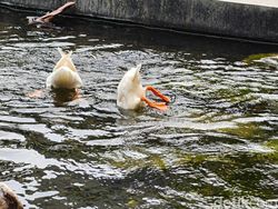 Ini Hasil Jepretan Kamera Oppo Find X8, Segera Rilis di Indonesia