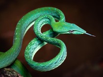 7 Bau yang Dibenci Ular, Pengusir Alami dari Rumah