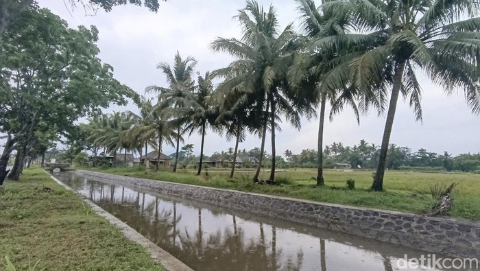 Kondisi selokan Van Der Wijck di Kapanewon Minggir yang terisi air pasca hujan, Jumat (8/11/2024).