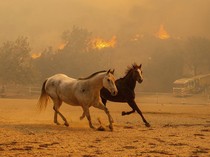 Kuda-kuda Berlarian Saat Kebakaran Hutan di California