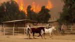 Kuda-kuda Berlarian Saat Kebakaran Hutan di California