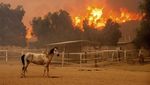 Kuda-kuda Berlarian Saat Kebakaran Hutan di California