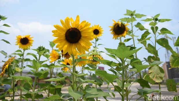 Pengunjung menikmati keindahan ladang bunga matahari di Sky Garden, Mall BTM Bogor, yang terletak di rooftop lantai lima, Kamis (7/11/2024).