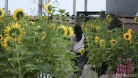 Bogor Sky Garden kini menjadi ikon di Mall BTM, memberikan pengalaman berbeda bagi pengunjung dengan nuansa alam di tengah kota.