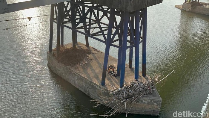 Momen dramatis penyelamatan buruh pabrik yang terjun ke Sungai Brantas Mojokerto