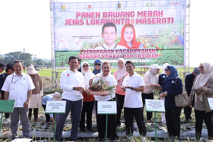 Pemkot Semarang dan BRIN Panen Bawang Merah Lokananta dan Maserati