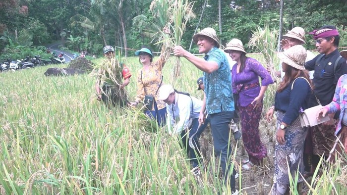 Pertanian organik yang dikembangkan oleh Pemdes Ambengan. (Dok. Pemkab Buleleng)