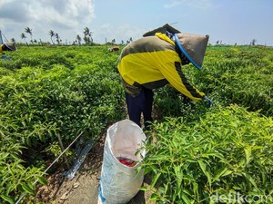 Harga Cabai Terjun Bebas Jadi Rp 7 Ribu Per Kg, Petani Kulon Progo Sambat