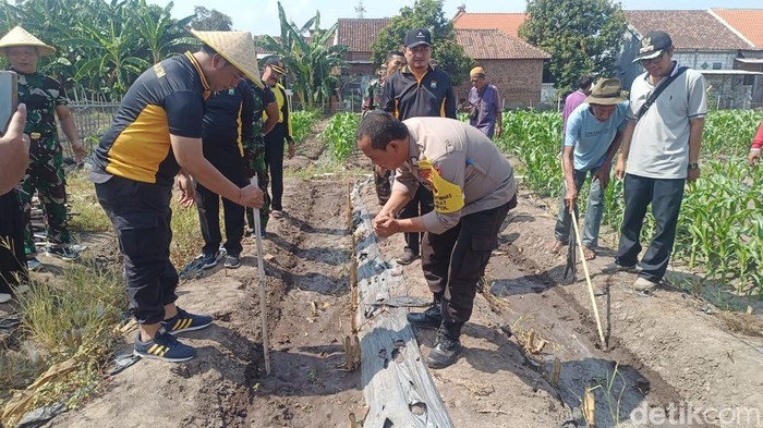 Polisi tanam jagung di Pasuruan