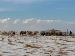 Aneh Tapi Nyata, Hujan Salju di Gurun Arab Saudi