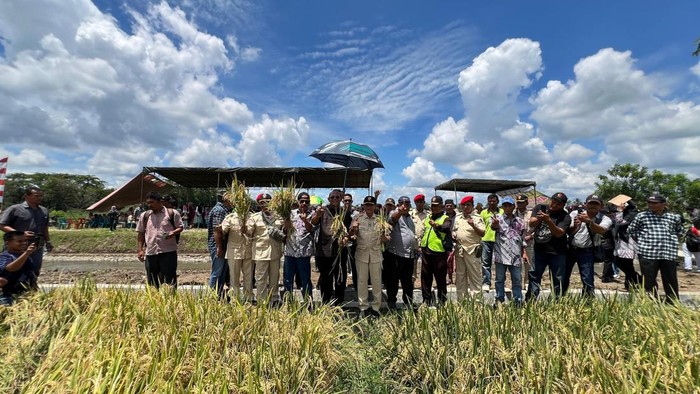 Syah Afandin saat mengikuti panen raya di Langkat