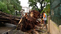 Badai Rafael juga menumbangkan sejumlah pohon besar di Havana.  
