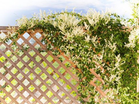 Silverlace vine over a fence, spring garden in the background
