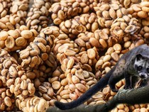 7 Jenis Kopi Terlangka di Dunia, Ada yang dari Indonesia!