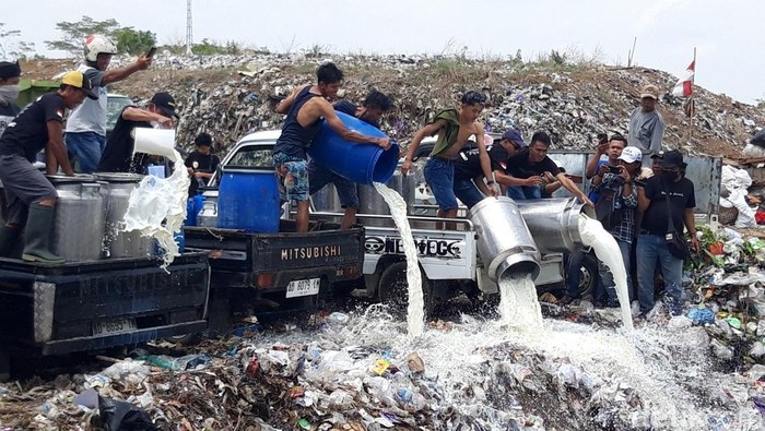 Aksi peternak, loper dan pengepul susu di Boyolali karena produk susu yang tidak terserap oleh industri dampak pembatasan kuota, pada Sabtu (9/11/2024).