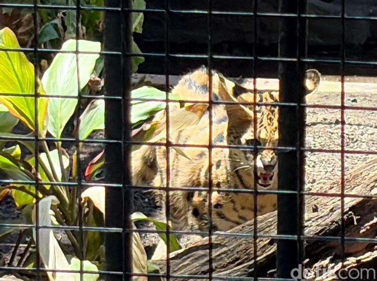 Kucing Serval dan Caracal Jadi Satwa Baru KBS