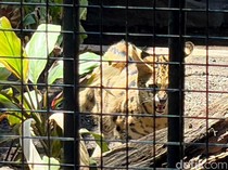 Kucing Serval dan Caracal Jadi Satwa Baru KBS