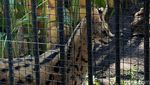 Kucing Serval dan Caracal Jadi Satwa Baru KBS