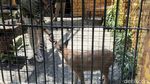 Kucing Serval dan Caracal Jadi Satwa Baru KBS
