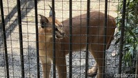 Sementara Caracal jantan bernama Tommy, dan betinanya bernama Nicky.