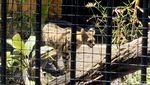Kucing Serval dan Caracal Jadi Satwa Baru KBS