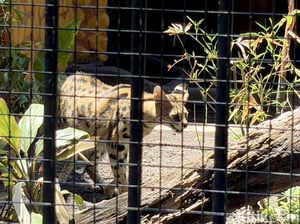 Mengenal Kucing Serval dan Caracal, Satwa Eksotis Koleksi KBS