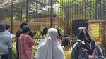 Kucing Serval dan Caracal Jadi Satwa Baru KBS