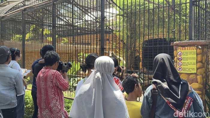 Dua Satwa baru Kebun Bintang Surabaya Dua Satwa baru Kebun Bintang Surabaya