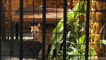 Kucing Serval dan Caracal Jadi Satwa Baru KBS
