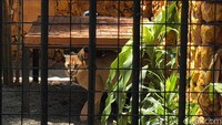 Caracal merupakan kucing berukuran sedang yang tersebar di Asia Barat, Asia Selatan, dan Afrika. Caracal memiliki telinga hitam berumbai. Caracal muda memiliki warna hitam di bagian luar telinga yang akan menghilang saat dewasa.