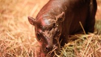 Lahir dengan perawakan yang imut, Haggis dipercaya akan mampu menyaingi Moo Deng. Bahkan, Kebun Binatang Edinburg dengan berani menantang Moo Deng lho. (Edinburgh Zoo)